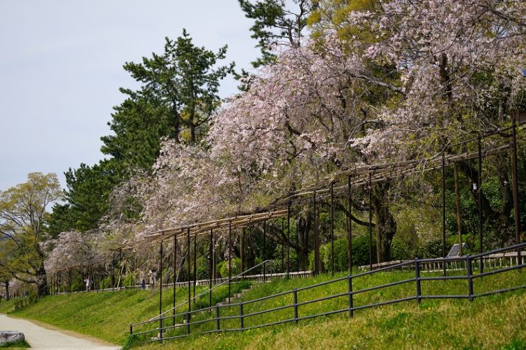 京都の桜名所「半木の道」