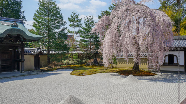 京都の桜名所旅行記「高台寺」