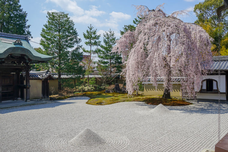 京都の桜名所旅行記「高台寺」