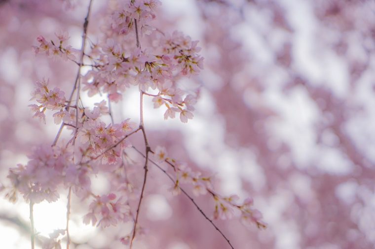 京都の桜名所