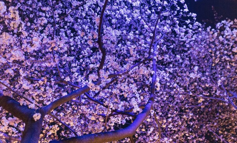 京都・桜のライトアップ
