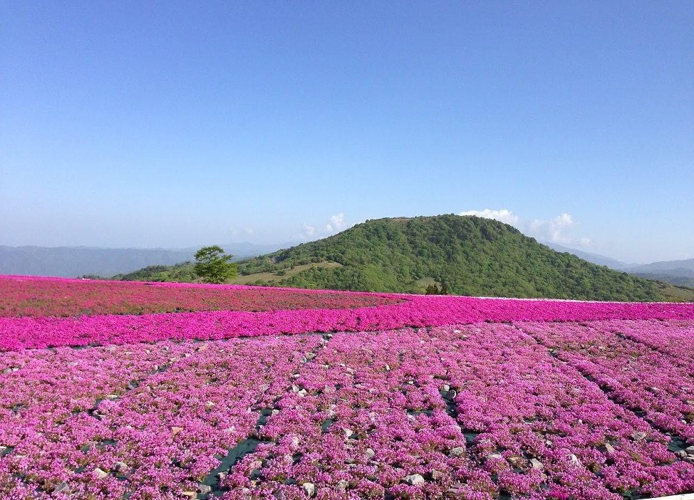 年 関西でおすすめの芝桜の名所5選 見頃や開花情報 アクセスなどを紹介 Ryotabi Lab