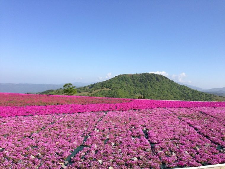 21年 関西でおすすめの芝桜の名所5選 見頃や開花情報 アクセスなどを紹介 ニシタビ