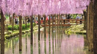 関西でおすすめの藤の名所