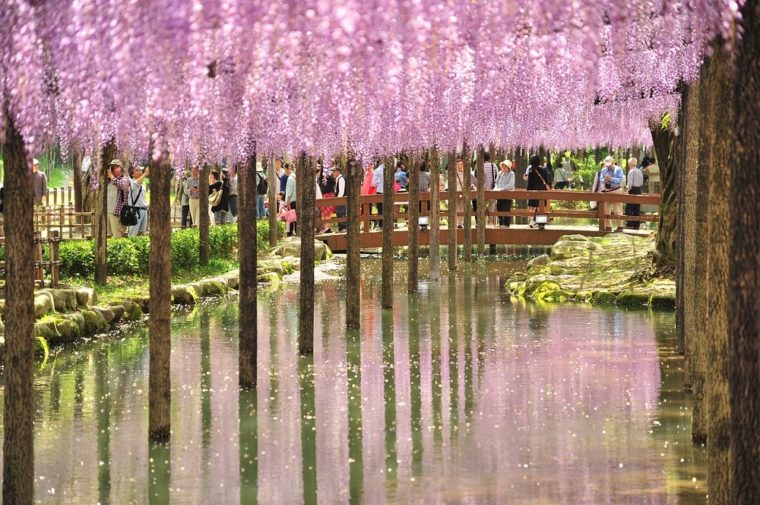 21年 関西でおすすめの藤 藤棚10選 見頃や開花情報 アクセスなどを紹介 ニシタビ