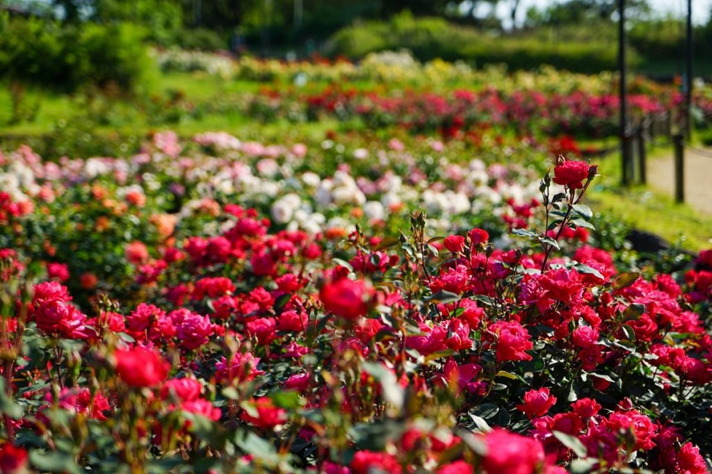 【2023】浜寺公園 ばら庭園｜見頃や開花情報、アクセス・駐車場情報などを紹介｜ニシタビ