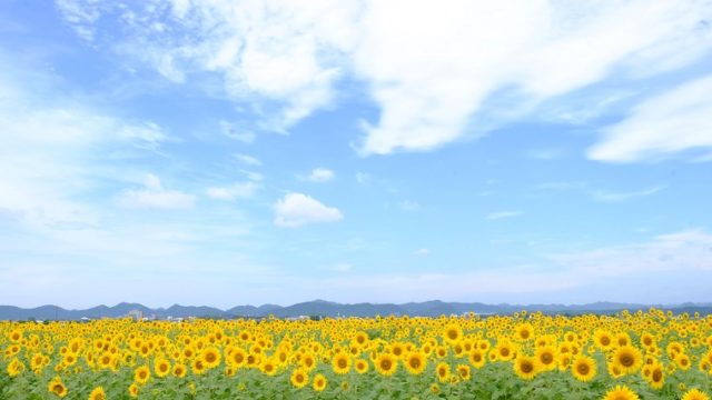 年版 兵庫のひまわり畑 ひまわりの丘公園 見頃 開花情報 アクセスなどを紹介 ニシタビ