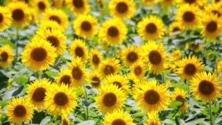 21年版 兵庫のひまわり畑 たんとう花公園 ひまわり畑 見頃 開花情報 アクセスなどを紹介 ニシタビ 21年版 兵庫のひまわり畑 たんとう花公園 ひまわり畑 見頃 開花情報 アクセスなどを紹介 ニシタビ