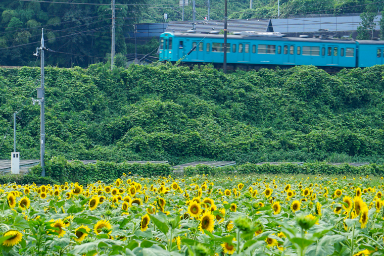 21年 奈良のひまわり畑 五條市上野町ひまわり園 見頃 開花情報 アクセスなどを紹介 ニシタビ