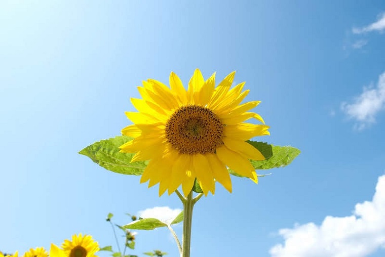 滋賀のおすすめひまわり畑「第1なぎさ公園」見頃や開花情報、アクセスなどを紹介