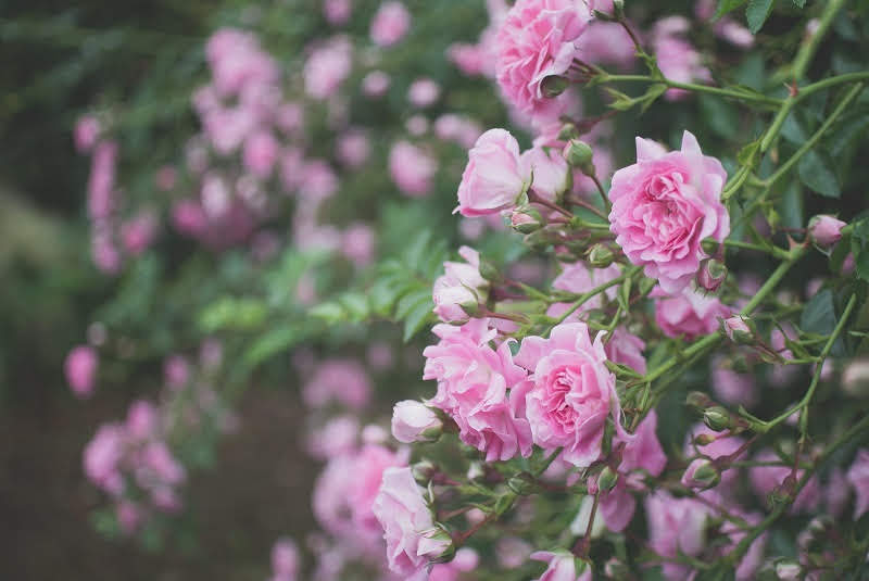 関西のおすすめ秋の薔薇(バラ)園