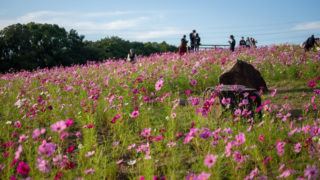 関西・大阪のおすすめコスモス畑「万博記念公園・花の丘」
