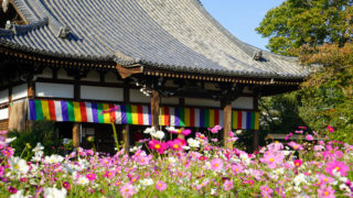関西・奈良のコスモス名所「般若寺」