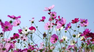 関西・滋賀のコスモス畑「野田町コスモス畑」