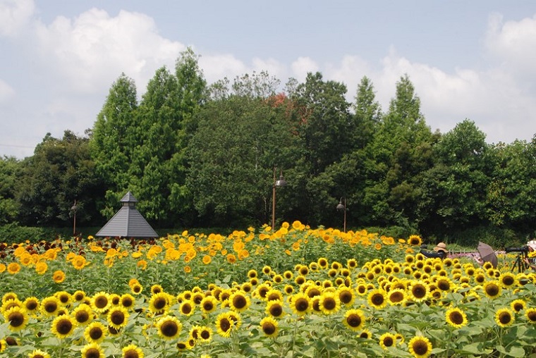 年版 奈良のひまわり畑 奈良県営馬見丘陵公園 見頃 開花情報 アクセスなどを紹介 Ryotabi Lab