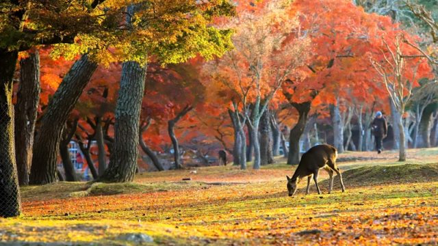 19年 奈良の紅葉スポット 奈良公園 見頃や見どころ アクセスなどを紹介 ニシタビ