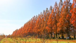 滋賀のおすすめ紅葉スポット|メタセコイア並木道