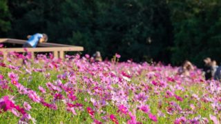 関西・大阪のコスモス園「万博記念公園・花の丘」