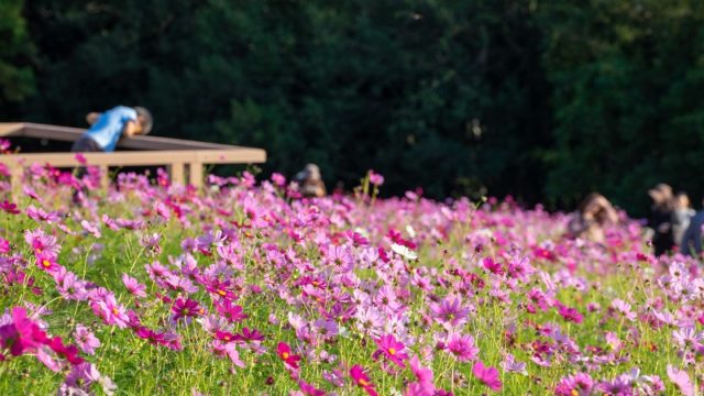 関西・大阪のコスモス園「万博記念公園・花の丘」