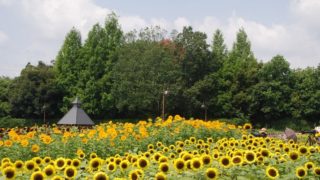 馬見丘陵公園のひまわり