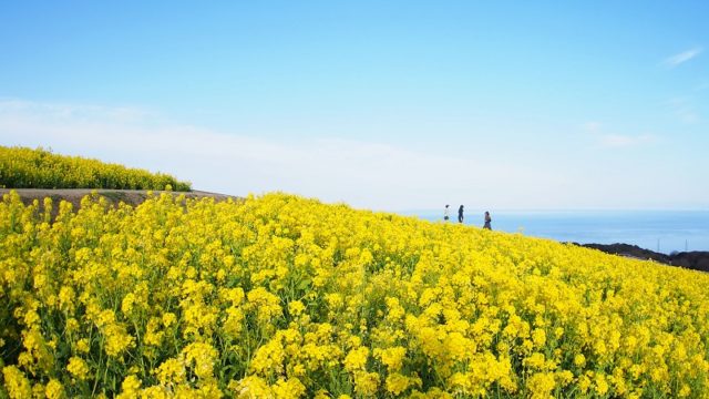 関西のおすすめ絶景スポット「あわじ花さじき」