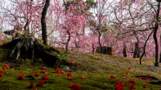 京都の梅の名所「城南宮」見頃や開花情報、アクセスなどを紹介