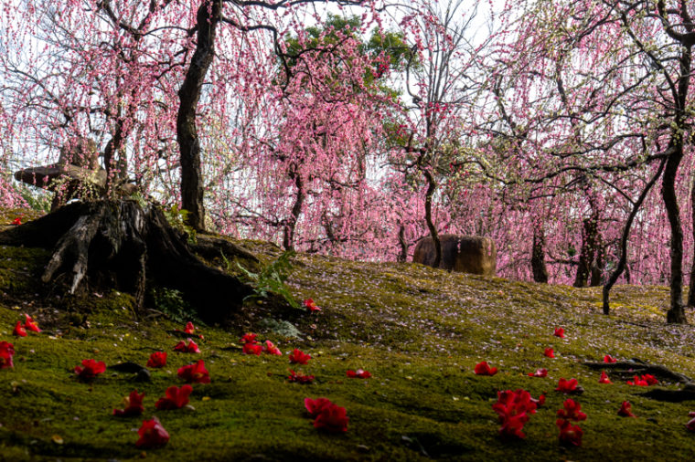 京都の梅の名所「城南宮」見頃や開花情報、アクセスなどを紹介