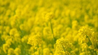堺・緑のミュージアム ハーベストの丘の菜の花畑