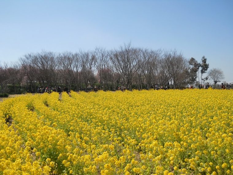 和泉リサイクル環境公園の菜の花畑