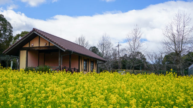 大阪の菜の花畑「堺・緑のミュージアム ハーベストの丘」｜見頃やアクセスなどを紹介