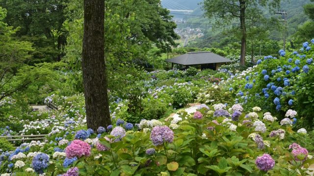 京都の紫陽花(あじさい)名所「舞鶴自然文化園」｜見頃やアクセスなどを紹介！