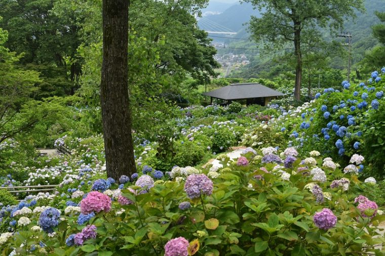 京都の紫陽花(あじさい)名所「舞鶴自然文化園」｜見頃やアクセスなどを紹介！