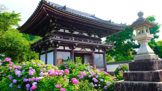 京都のあじさい寺「丹州観音寺」｜見頃やアクセスなどを紹介