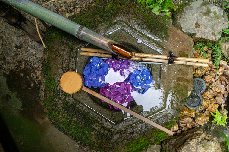 京都の紫陽花(あじさい)寺「柳谷観音 楊谷寺」見頃や開花情報、アクセスなどを紹介