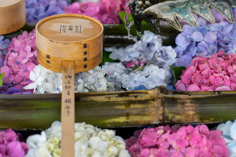 京都の紫陽花(あじさい)寺「柳谷観音 楊谷寺」見頃や開花情報、アクセスなどを紹介