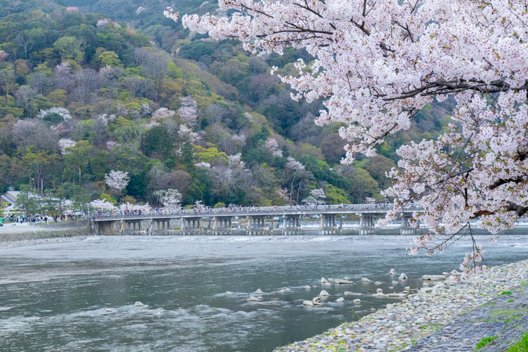 嵐山渡月橋と桜