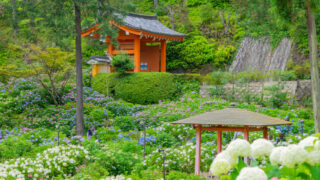 京都の紫陽花(あじさい)名所「三室戸寺」