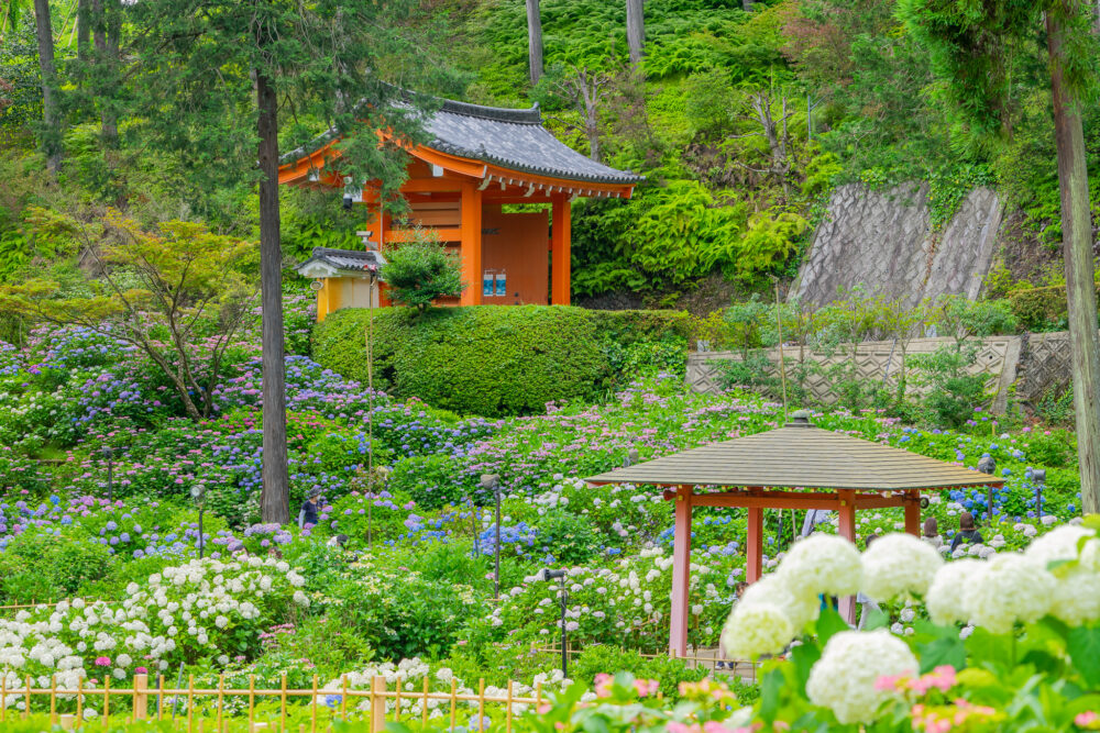京都の紫陽花(あじさい)名所「三室戸寺」