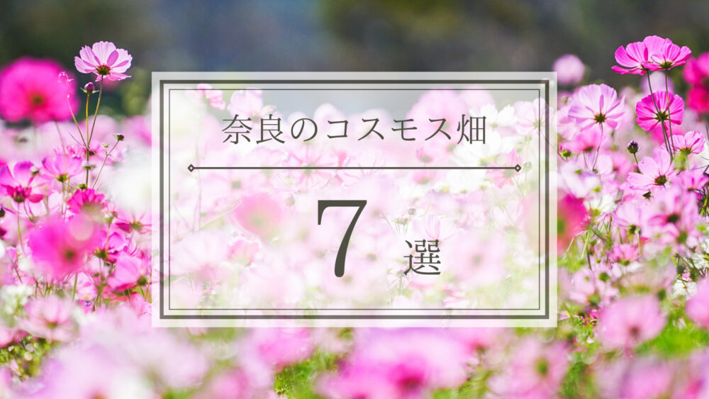 21年 奈良のおすすめコスモス畑7選 見頃 開花情報 アクセスなどを紹介 ニシタビ